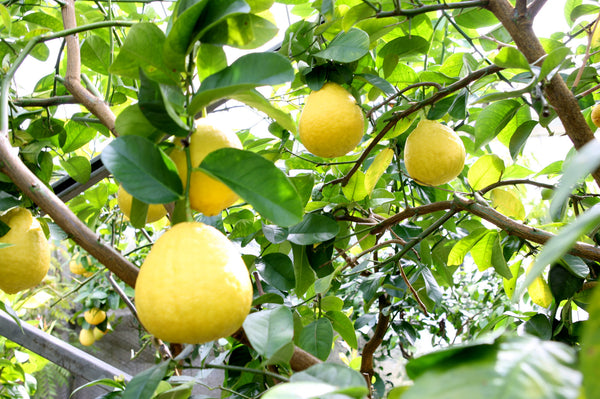 Large Ponderosa Lemon Fruit hanging in a tree