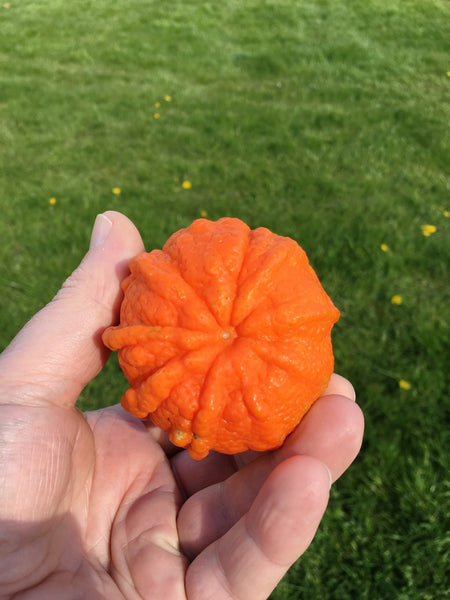 Sour Orange Canaliculata Fruit