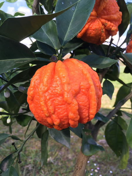 Sour Orange Canaliculata Fruit