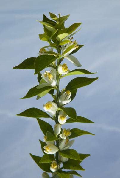Large Leaf Chinotto Leaves Branch with Flowers