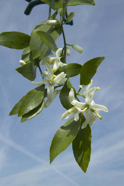 Clausellina Satsuma branch with flowers