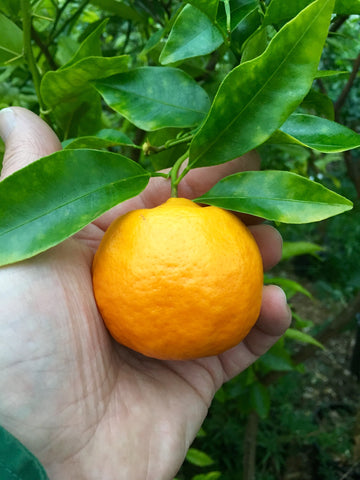 Dancy Tangerine Fruit