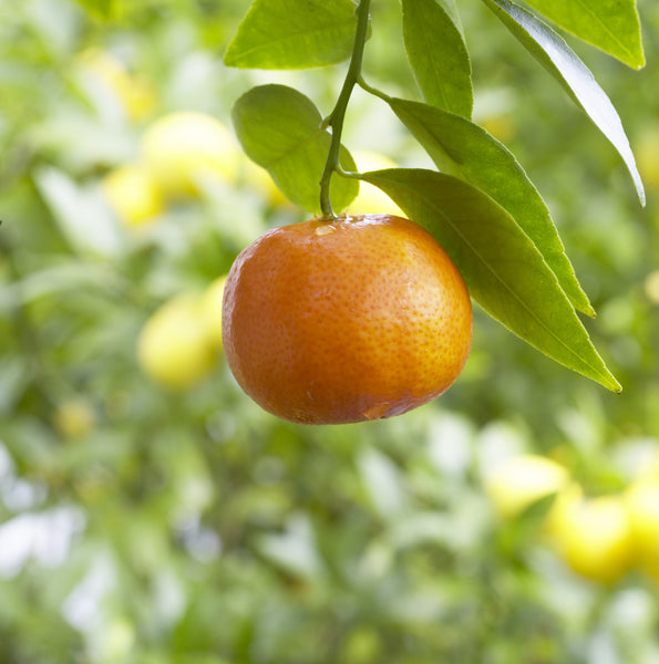 Robinson Tangerine Fruit