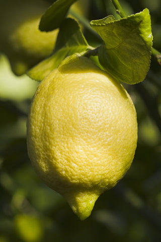 Lisbon Lemon Fruit