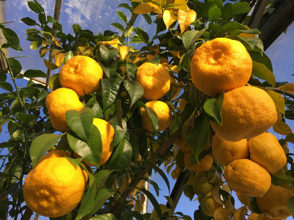 Yuzu fruits hanging from a tree at The Citrus Centre, Pulborough