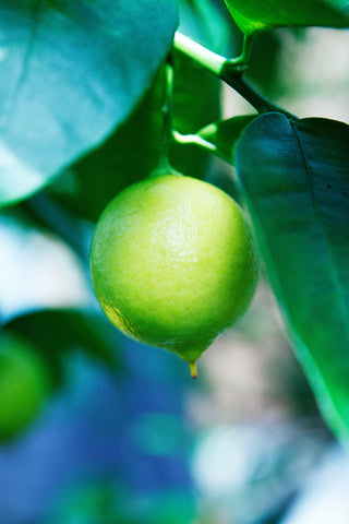 Palestine Sweet Lime Fruit Hanging on a tree