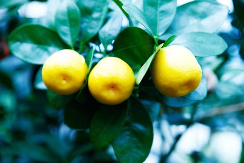 Fukushu or Changshou Kumquat Fruit on Tree