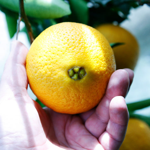 Embiguo Navel Orange Fruit Showing Belly Button or Navel