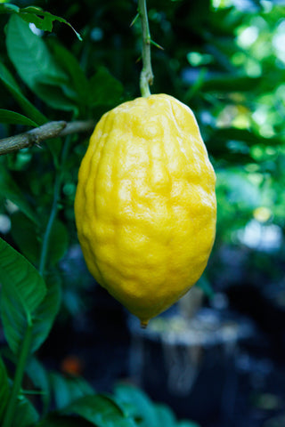 Etrog Citron Yellow Fruit with persistent style