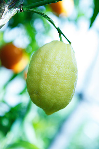 Eureka Lemon Yellow-Green Fruit