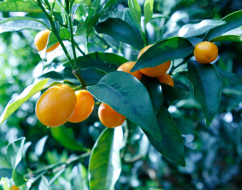 Nagami Kumquat fruits on 100 year old tree