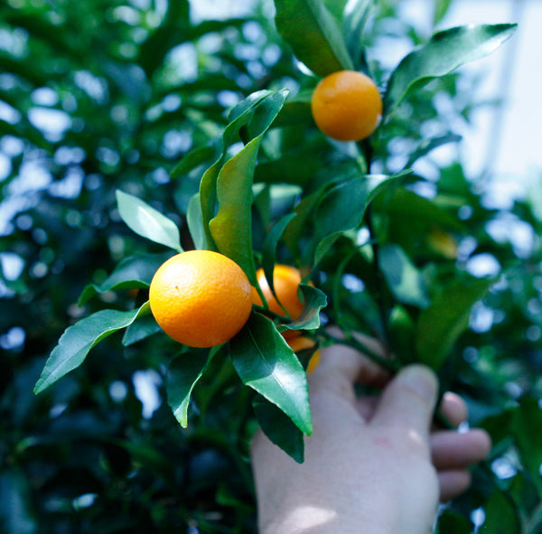 Meiwa Kumquat Fruit