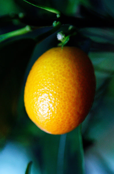 Nagami Oval Kumquat Fruit