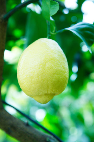 Amalfi Lemon Fruit Hanging on a tree in Sussex