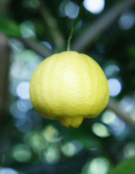Romana Lemon or Lima dulcis