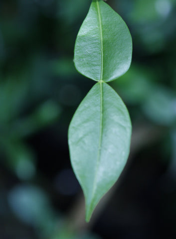 Ichang Papeda Distinctive Leaf