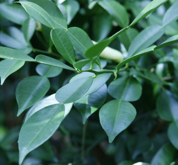 Ichang Papeda Distinctive Leaves