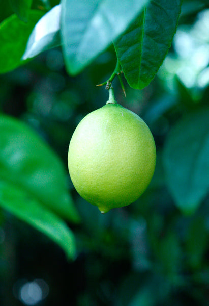 West Indian or Key Lime Fruit on tree