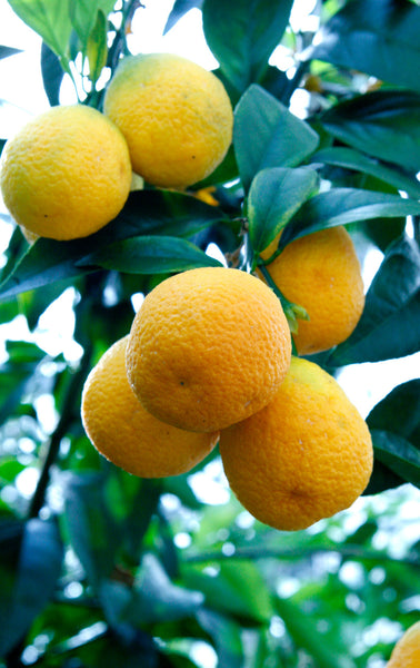 A bunch of Nipon Orangequat fruits on a tree