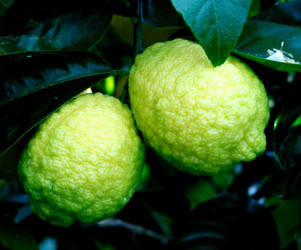 Shaub Rough lemon Fruits
