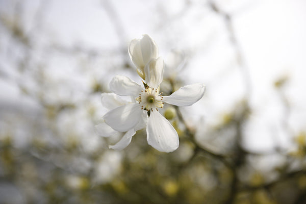 Poncirus trifoliata flower