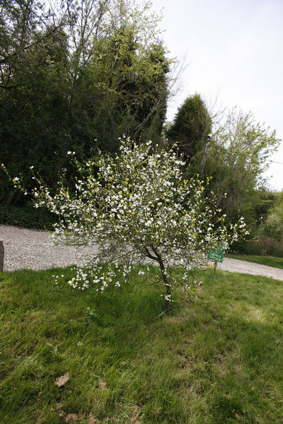 Poncirus trifoliata tree in full flower