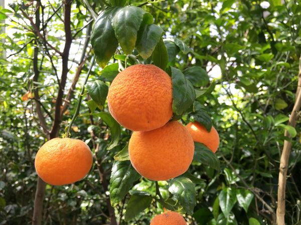 Citrandarin Fruit Hanging from Tree