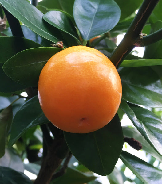Ripe Kucle fruit on tree