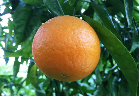 Fremont mandarin Fruit