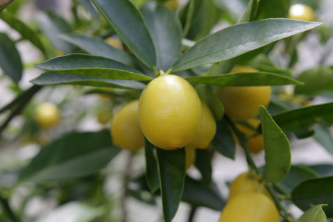 Eustice Limequat Fruit