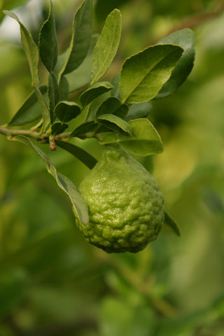 Kaffir Lime Fruit