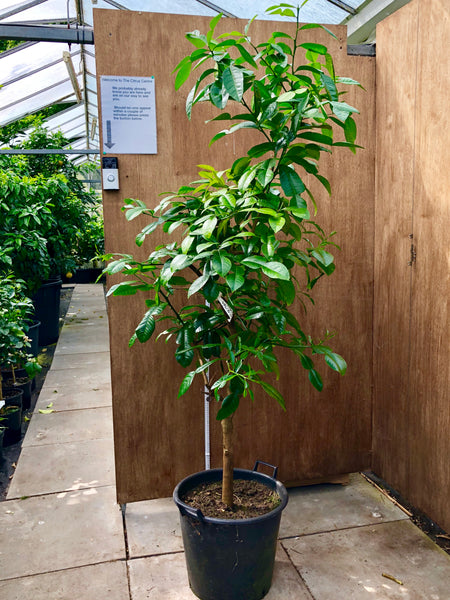 Melanesian Papeda 185cm Mature Plant