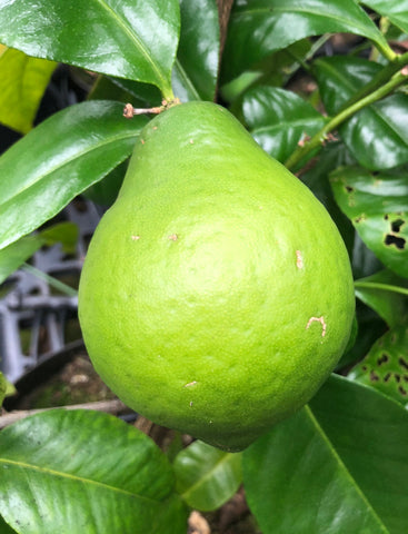 Melanesian Papeda Fruit