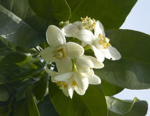 Oroblanco Flowers