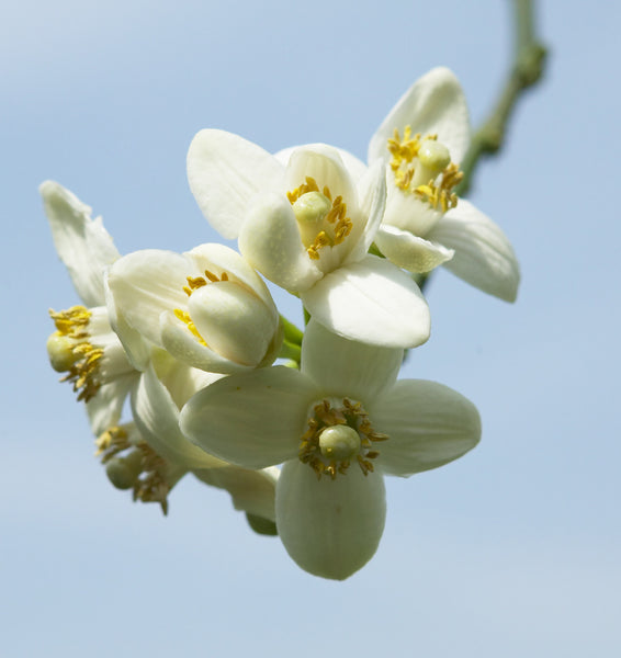 Oroblanco Flowers