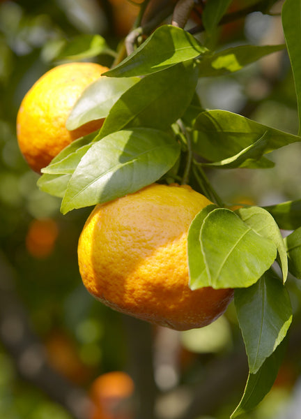 Robinson Tangerine Fruits