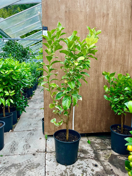 Eureka Variegated Lemon plant 135cm