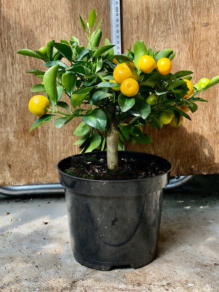 Calamondin Orange 30-35cm plant