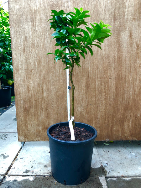 Large Leaved Chinotto 95cm standard