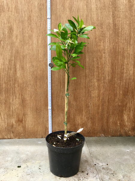 Clausellina Satsuma 70 cm plant