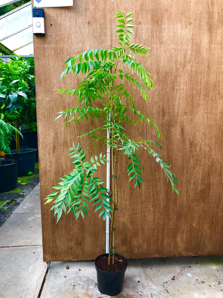 Specimen Curry Leaf Plant 130cm