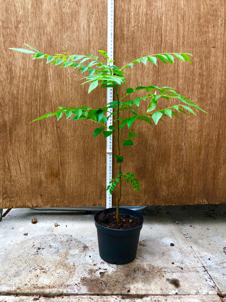 curry leaf plant 40-45cms