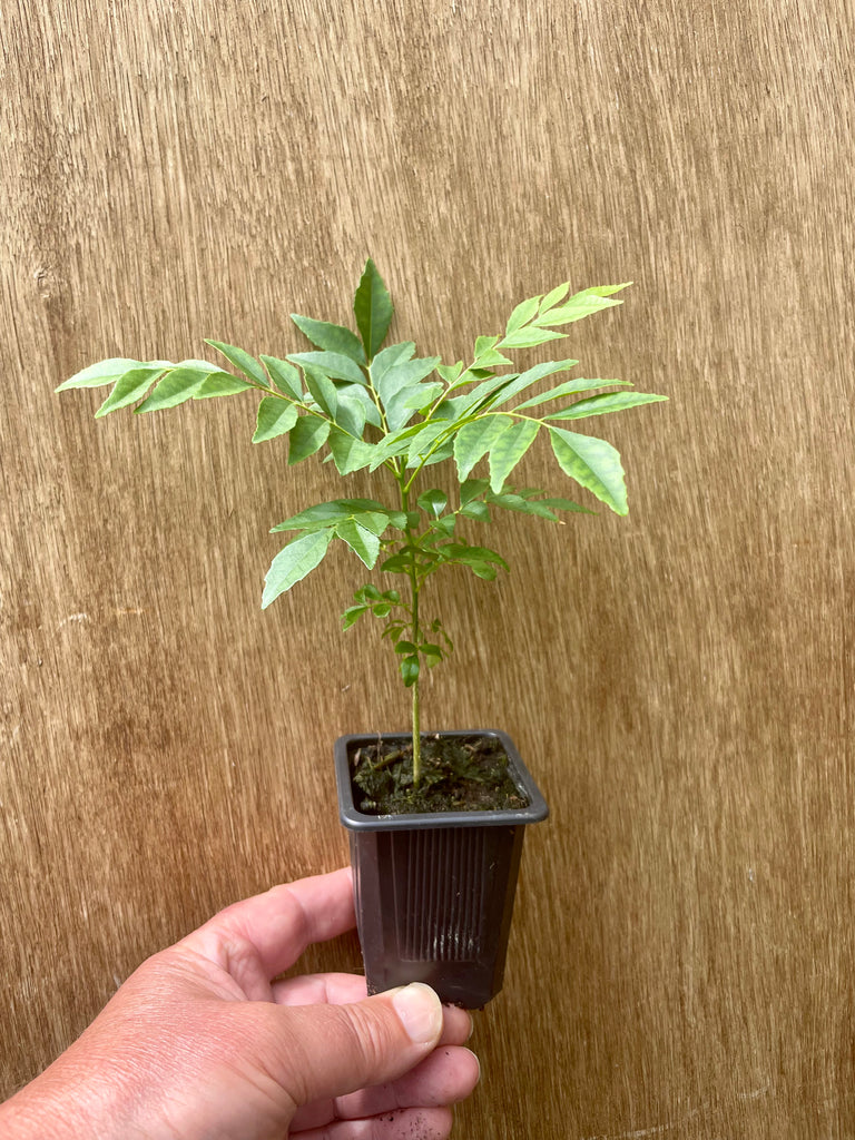 curry leaf plant 13-15cms