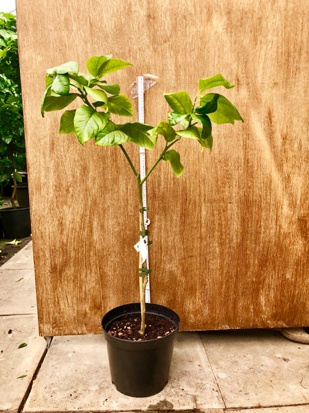 Etrog plant 95cm