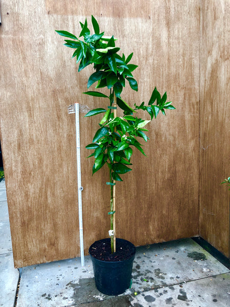 Fremont tree Mandarin 130cm