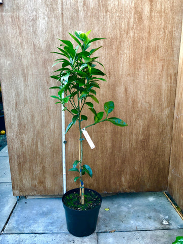 Fukumoto 110cm Tree