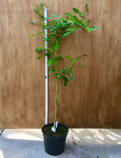 Ichang Papeda 100cm Plant