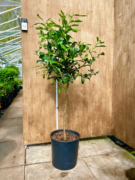 Kaffir Lime Plant 130-140cm  Standard