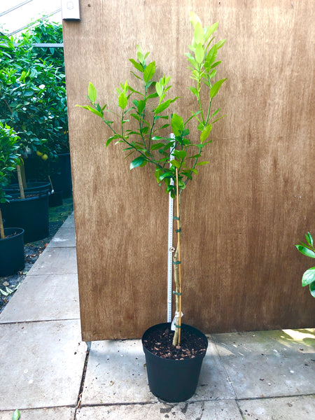 Lemondade 130-140cm Standard Tree