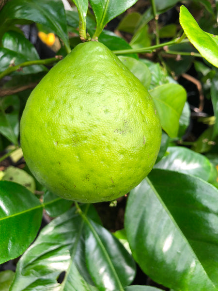 Melanesian Papeda Fruit